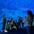 ocean park (9)