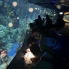 ocean park (6)