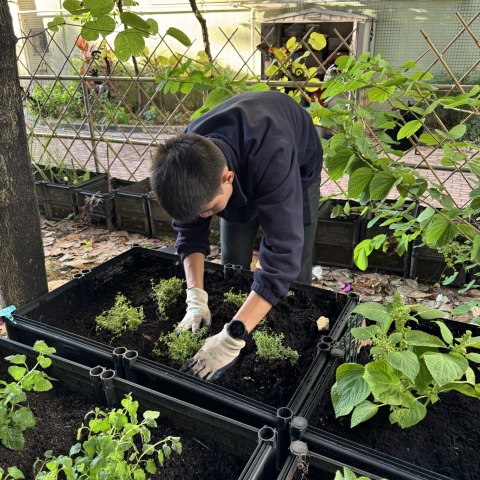 Herbs Planting