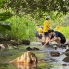 Freshwater Stream Field Studies