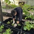 Herbs Planting